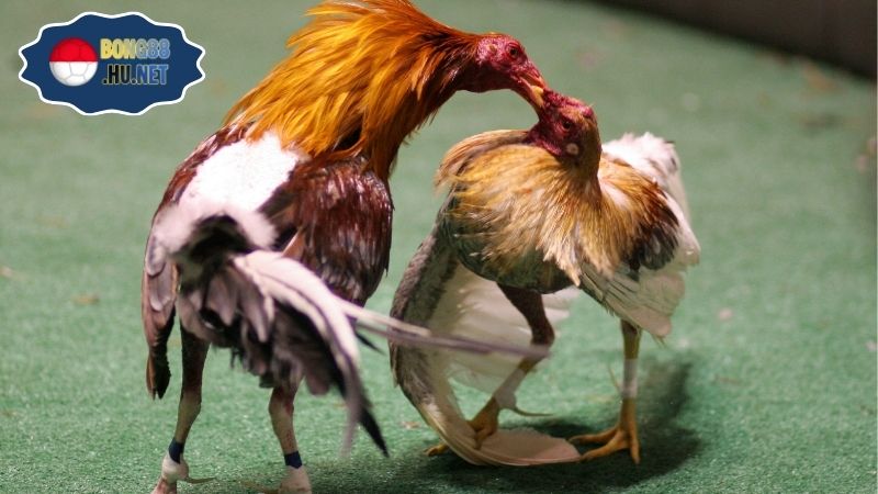 Coi trực tiếp đá gà cực kịch tính mọi lúc mọi nơi