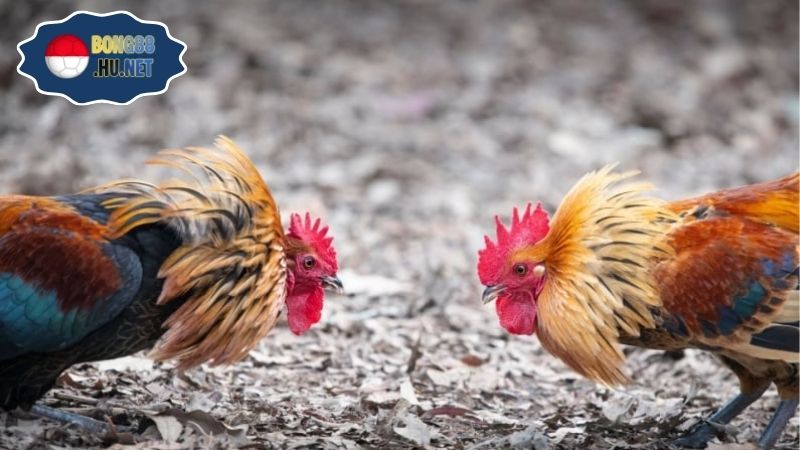 Gà đá Tho mo hôm nay – Trực tiếp từ các trường gà nổi bật